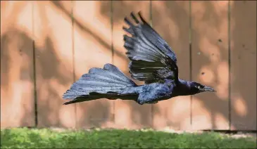  ?? JAY JANNER / AMERICAN-STATESMAN ?? A grackle flies at Central Market on North Lamar Boulevard in May. “I was like, ‘What the heck is that? That’s a crazy damn bird,’” musician Kevin Russell says of his first experience with a grackle, in the 1980s in Waco.
