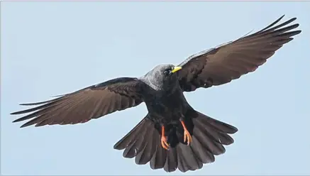  ??  ?? The chough, shown on Canterbury’s coat of arms, will return to the county at Wildwood