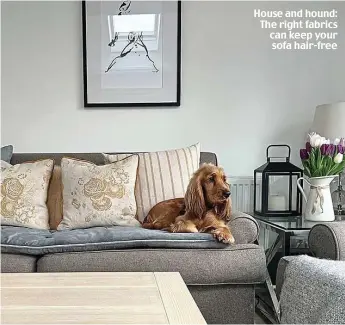  ?? ?? House and hound: The right fabrics can keep your sofa hair-free