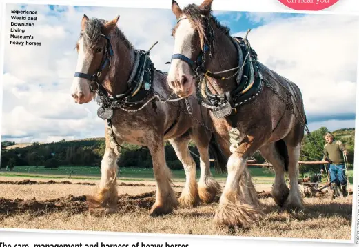  ?? Y M A L A / I Z Z A T R O C Y N O T : O T O H P ?? Experience Weald and Downland Living Museum’s heavy horses