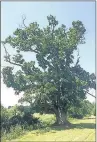  ??  ?? n ANCIENT TREE: The sycamore in Park Lodge Farm in Harefield is more than 500 years old