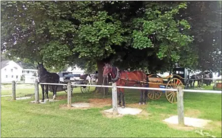  ??  ?? Mennonite craftsmans­hip is very fine and often clever with their horse-drawn vehicles, their only link to the outside world. These young Mennonite men have showed their creatively in their wagons with the one being aluminum clad. Many of the Mennonite...