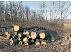  ?? FOTO: STEINMANN ?? Viele stattliche Bäume hat der Saarforst in Camphausen gefällt.