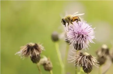  ?? RANDY RISLING PHOTOS/TORONTO STAR ?? Walker Industries is converting 20 hectares of its 70-hectare Niagara Falls landfill into pollinator farms to help protect bees.