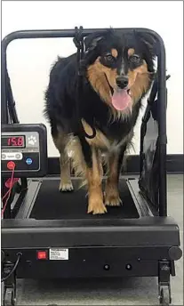  ?? COURTESY OF MOUNTAIN DOG CLUB ?? How about some exercise on a doggy treadmill?