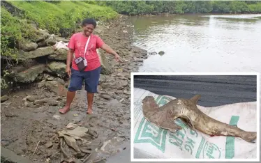  ?? Photo: Simione Haravanua ?? Anaseini Ravesi points at the spot where the dead baby sharks were found dead on February 7, 2019, along Nokonoko Road in Laucala Beach, Suva. INSET: Baby Hammerhead shark.