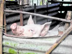  ?? —KIMMY BARAOIDAN ?? BACKYARD STOCK Fresh outbreaks of African swine fever have been reported in Laguna province, mainly on backyard farms in Calamba City and the towns of Los Baños, Victoria and Pakil.