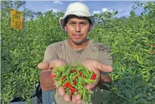  ?? — Bernama photo ?? Mohd Saifullah with some of the chillies harvested from his farm.