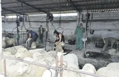  ?? E.M.H. ?? Trabajos de esquila en una explotació­n ganadera del Valle del Guadiato.