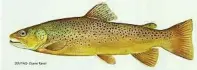  ?? Duane Raver / U.S. Fish and Wildlife Service via The New York Times ?? An illustrati­on of a brown trout. The Big Blackfoot River remains largely unspoiled.