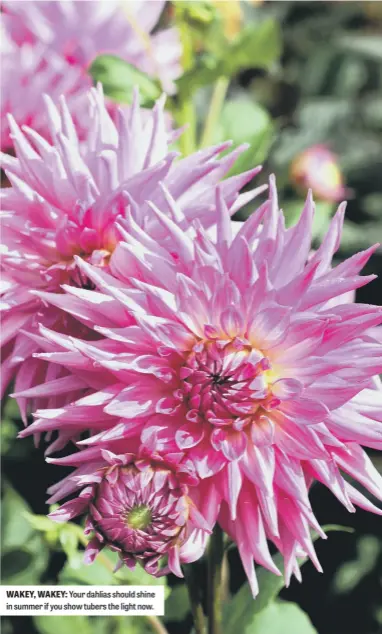  ??  ?? WAKEY, WAKEY: Your dahlias should shine in summer if you show tubers the light now.