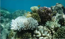  ?? Photograph: Dr Lyle Vail, Director of the Australian Museum’s Lizard Island Research Station ?? Scientists fear these images of heat stressed, bleached coral at Lizard Island on the Great Barrier Reef could be the start of another mass bleaching event.