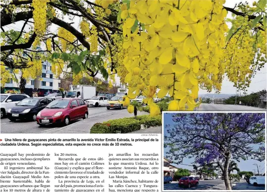  ?? JORGE PEÑAFIEL ?? ► Una hilera de guayacanes pinta de amarillo la avenida Víctor Emilio Estrada, la principal de la ciudadela Urdesa. Según especialis­tas, esta especie no crece más de 10 metros.