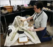  ?? AP PHOTO BY JAE C. HONG ?? In this Aug. 15 photo, paleontolo­gist Ashley Leger shows the skull of a young Columbian mammoth found at the constructi­on site of the Metro Purple Line extension in Los Angeles.