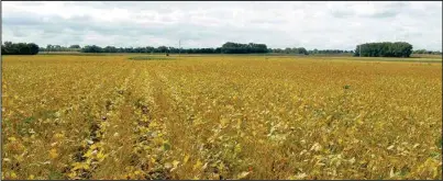  ??  ?? Weather conditions during field drying, after plants are frozen, impact the color of the harvested soybeans. (NDSU photo)