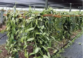  ??  ?? Different varieties of vanilla vines being studied at the University of Florida's Tropical Research and Education Center in Homestead.