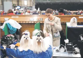  ?? — AFP photos by Oli Scarff ?? Maltese are prepared ahead of an appearance in the Toy and Utility class on the first day of the Crufts dog show at the National Exhibition Centre in Birmingham, central England.