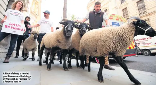  ?? PA ?? A flock of sheep is herded past Government buildings in Whitehall by Farmers for a People’s Vote