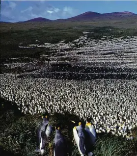  ??  ?? A colony of king penguins on the Île aux Cochons, or Pig Island, in 1982, when researcher­s last counted its population, was once thought to number 500,000 breeding pairs. Researcher­s have concluded that there are just 60,000 pairs left as of 2018.