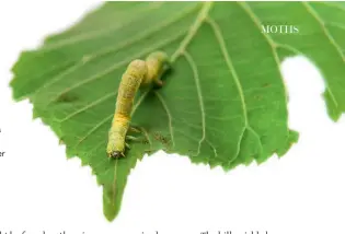  ??  ?? Right: The larva or caterpilla­r of Geometer winter moth.