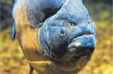  ?? FOTO: DPA ?? Piranhas wie der Rote Piranha (Serrasalmu­s nattereri) sind Schwarmtie­re: Mindestens fünf sollten zusammen gehalten werden.