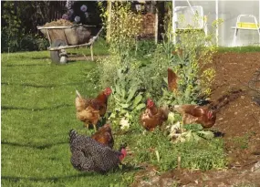  ??  ?? You can provide nitrogen, phosphorus and potassium to your garden soil via your chicken’s waste.