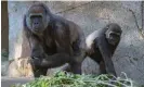  ?? Photograph: Ken Bohn/San Diego Zoo Global/AFP/Getty ?? Gorillas at San Diego Zoo safari park. Vocal membranes allow other primates to make louder, higher-pitched calls than humans.