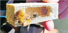  ??  ?? A queen bee in a cage. Worker bees will eat the piece of candy placed as a cork on the back of the cage so the queen can be released for egg laying.