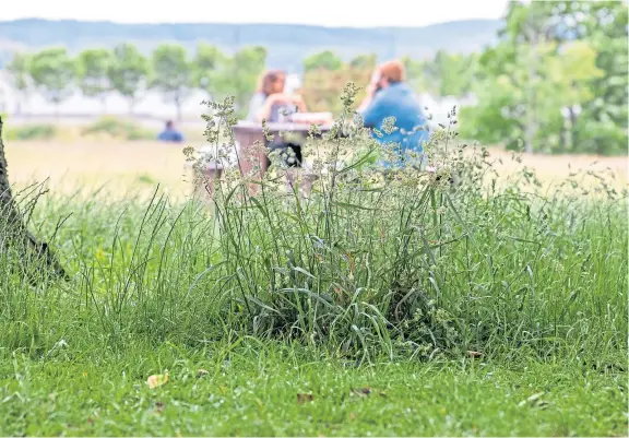  ?? Picture: Kim Cessford. ?? Some park users are enjoying the increased plant and insect life, but critics say the uncut areas are untidy.