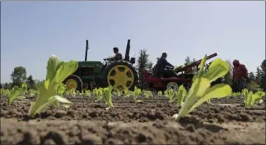  ?? TED S. WARREN — THE ASSOCIATED PRESS ?? Workers plant romaine lettuce, Thursday at the EG Richter Family Farm in Puyallup, Wash. The farm sells most of it’s lettuce to large local grocery store chains, and owner Tim Richter says that so far his farm hasn’t been affected by warnings that...