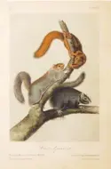  ??  ?? John James Audubon (1785-1851), Cat Squirrel, hand-tinted Octavo Edition Lithograph, 7 x 10”. Lee Silliman Engraving Collection.
