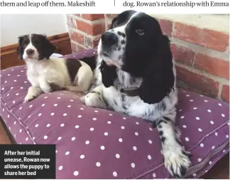  ??  ?? After her initial unease, Rowan now allows the puppy to share her bed