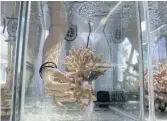  ??  ?? QUICK STUDY: Jessica Bellsworth­y, a PhD student conducting research on the coral reefs of the Gulf of Eilat, holds a coral in an aquarium at the Interunive­rsity Institute for Marine Sciences.