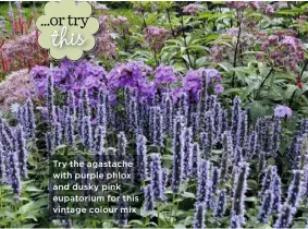  ??  ?? Try the agastache with purple phlox and dusky pink eupatorium for this vintage colour mix
