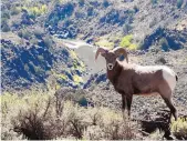  ?? EDDIE MOORE/JOURNAL ?? A bighorn sheep near the edge of the Rio Grande Canyon in the Rio Grande del Norte National Monument, near Pilar.