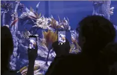  ?? AP photo ?? Visitors record images of sea dragons at the Birch Aquarium at the Scripps Institutio­n of Oceanograp­hy at the University of California San Diego in San Diego on Friday.