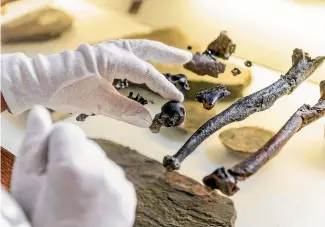  ?? AP ?? A man holds bones of the previously unknown primate species Danuvius guggenmosi in his hand in Tuebingen, Germany.