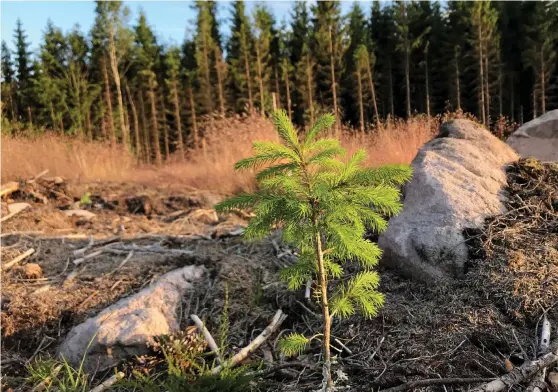  ?? Bild: KENNY HJÄLTE ?? GRANPLANTA. Producente­rna tror på att höstplante­ringarna kommer att öka i år då många plantering­ar behöver göras om på grund av torkan.