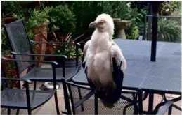  ??  ?? ABOVE LEFT: A palm-nut vulture takes its ease in a garden in Seasalter, Kent. ABOVE RIGHT: Endangered California condors decided to move onto Cinda Mickols’s new back porch, trashing it in the process. BELOW: Chimney swifts live up to their name, forcing a California­n family to leave their home to avoid the swarming birds.