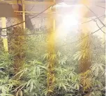  ??  ?? GROWING CONCERN Cannabis farm