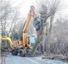  ?? FOTOS: ROLAND RASEMANN/DPA ?? Abholzen für die Gartenscha­u: Eine Allee mit 64 Bäumen in Überlingen (oben) musste für einen Uferpark am Bodensee weichen. Am Montagmorg­en wurden die Bäume gefällt (unten).