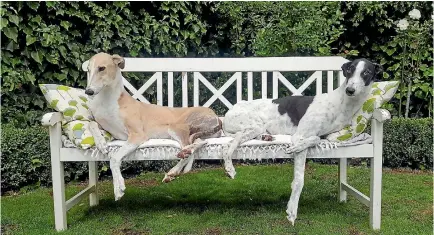  ??  ?? The Robertson family’s retired racing greyhounds Coco, left, and Snoopy. The dogs have been cause of much hilarity but haven’t caused any fuss.