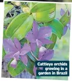  ?? ?? Cattleya orchids
growing in a garden in Brazil
