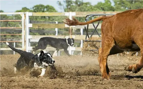  ?? PHOTO: ZOE PHILLIPS ?? NEW STUDY: A survey will help improve the selection process of working dogs.