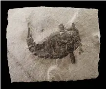  ??  ?? In “Deep Time,” curators used each fossil, including the sea scorpion Eurypterus lacustris, to weave a detailed timeline of Earth’s history.