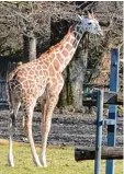  ?? Archivfoto: Sascha Geldermann ?? Demnächst soll es im Zoo wieder Giraf fen geben.