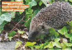  ??  ?? Hedges provide much-needed shelter for small animals
GROW YOUR OWN