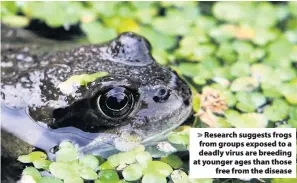  ??  ?? Research suggests frogs from groups exposed to a deadly virus are breeding at younger ages than thosefree from the disease