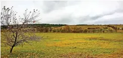  ?? Foto: DBU ?? Der Forstberg bei Mühlhausen darf wachsen, wie er will.