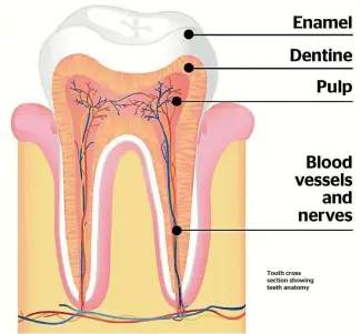  ??  ?? Tooth cross section showing teeth anatomy